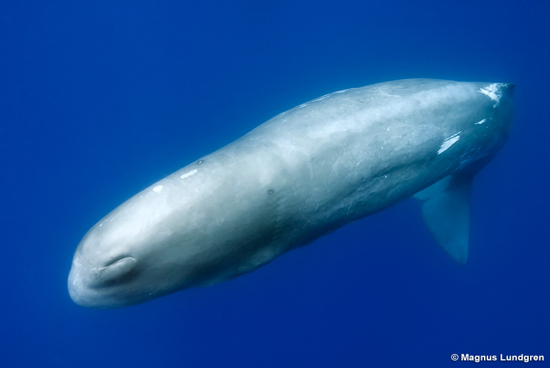 sperm whale cartoon. A whale of a nostril.